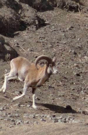 Ladakh Urial (Shapo)