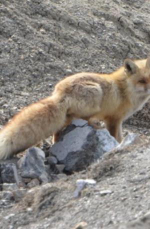 Red Fox ( Watsey)