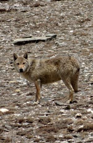 Himalayan Wolf ( Shang ku)