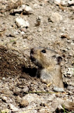 Stolicska Vole (Zabra)