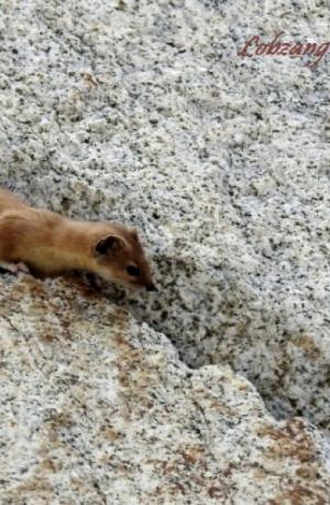 Himalayan Weasel (Lakirmo)