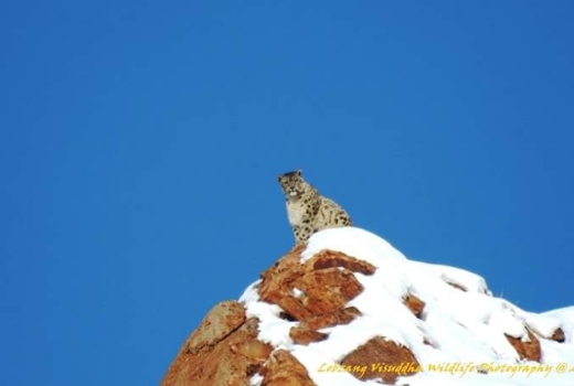 International Day of Snow Leopard 