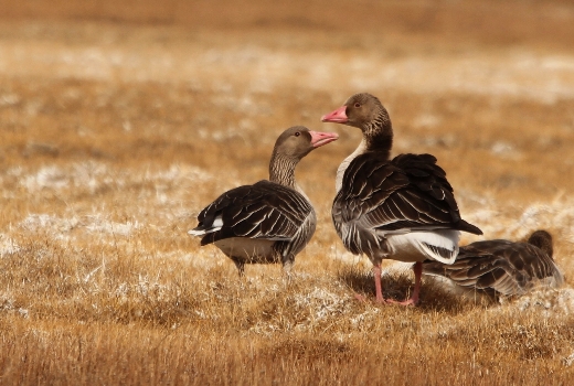 World Migratory Bird Day (WMBD) 2018