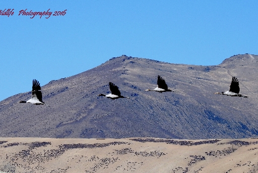 Ladakh Bird Exodus Week 