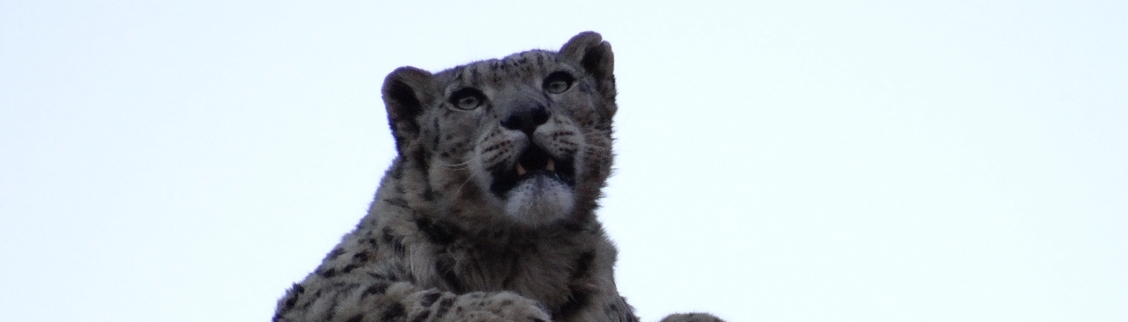 Mammals of ladakh