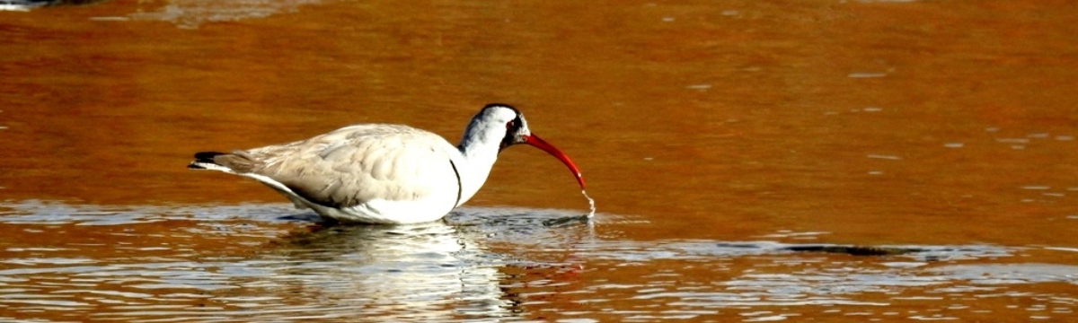 Checklist of Birds Ladakh