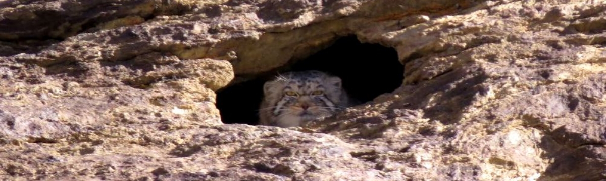 Checklist Of Mammals Ladakh